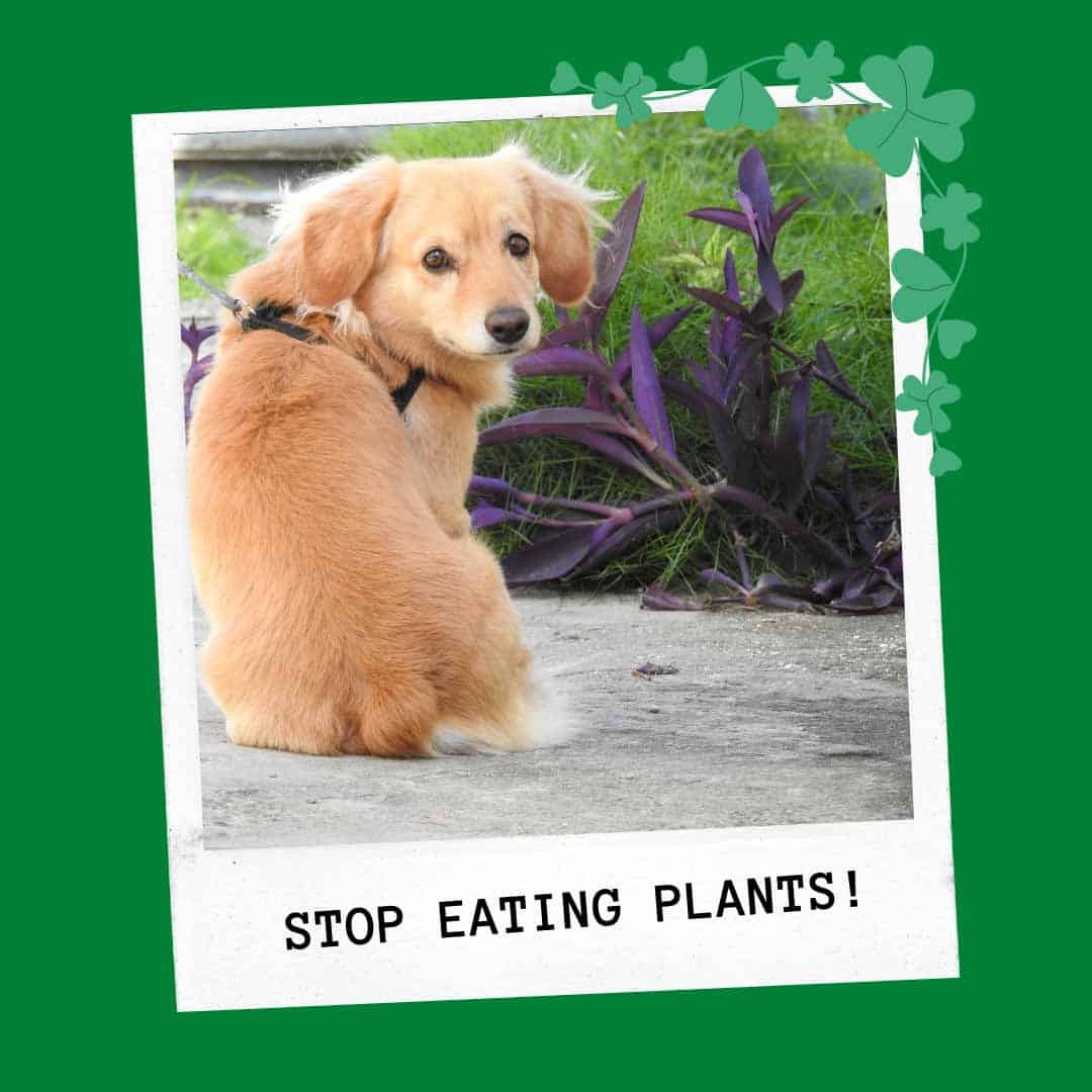 Picture of How to Keep Dog from Eating Plants (Best How To Guide and Products)