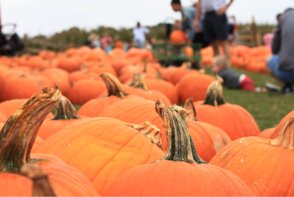 Fall on the Farm at Southern Belle Farm in McDonough