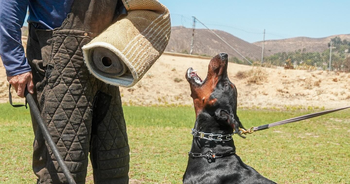 The Mailman Incident: The Skill Your Protection Dog Needs More To ...