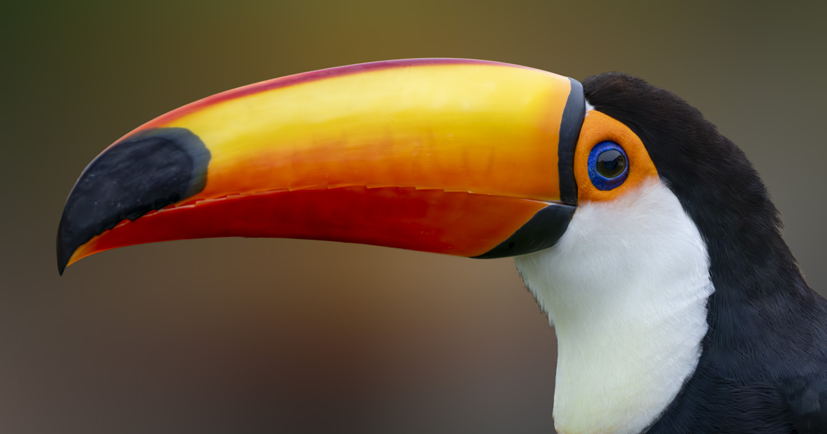 Tucano-toco o bico que funciona como radiador