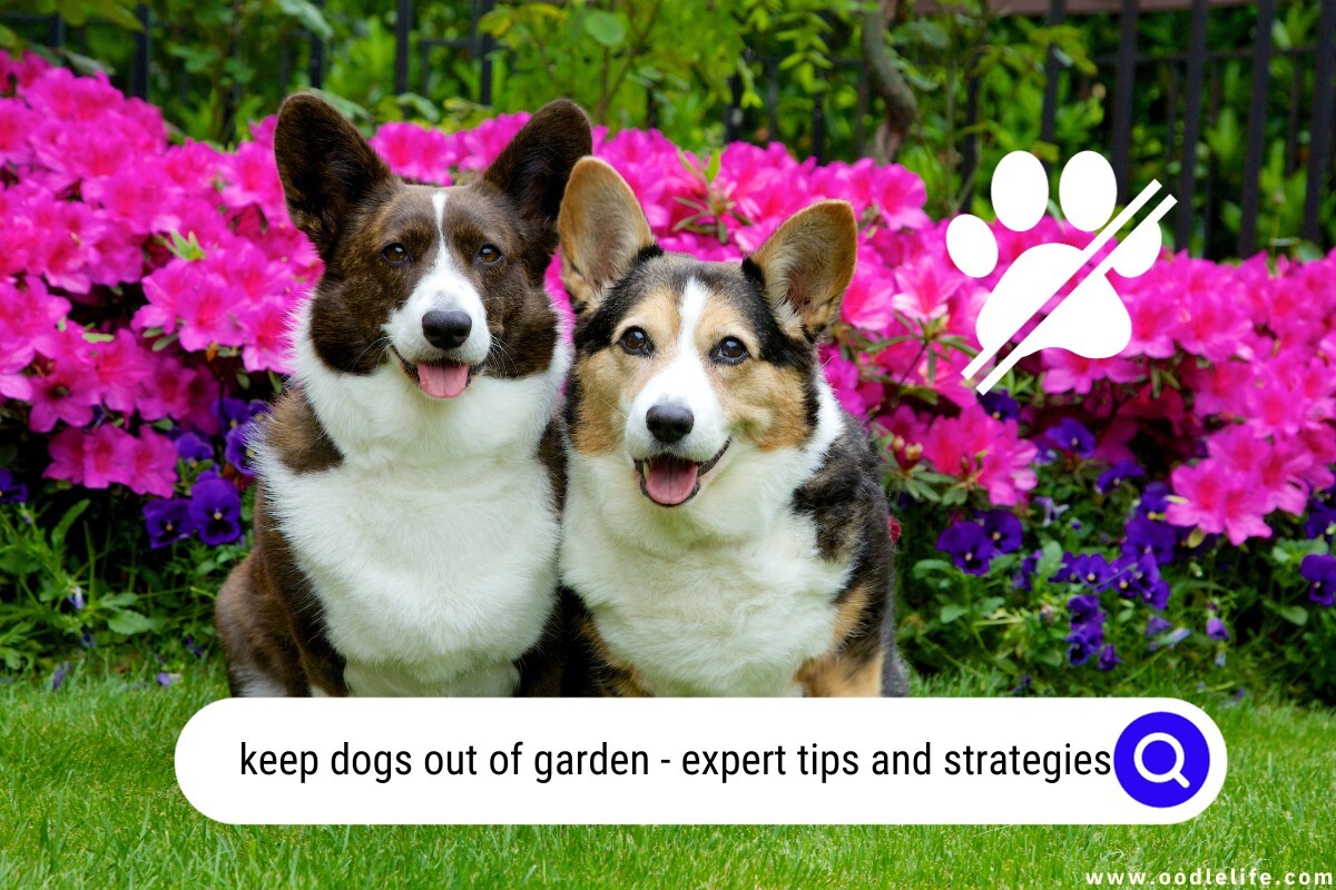 Keep Dogs Out of Garden Expert Tips and Strategies