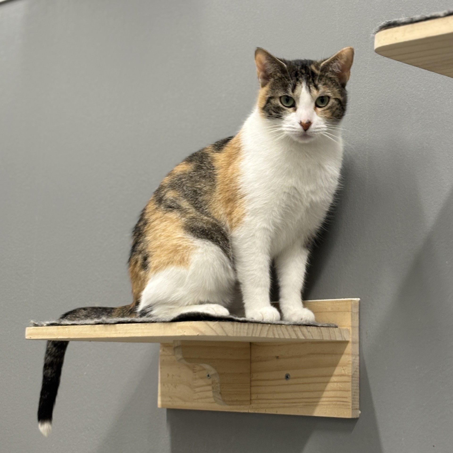 Willow the calico cat available for adoption in Jefferson County