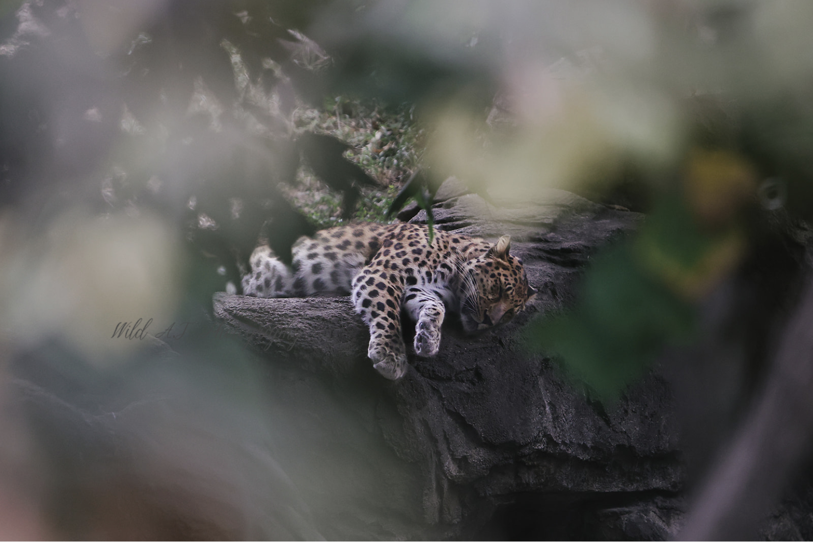 Leopard through foliage detail shot by Wild A.T Photography