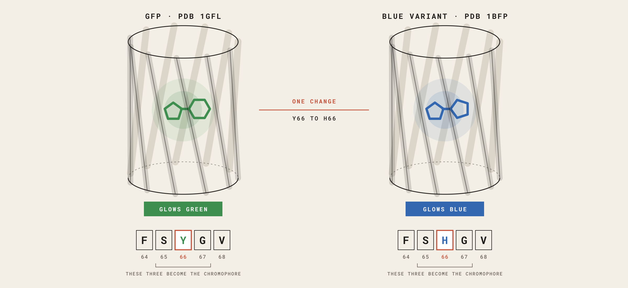 Two almost identical barrel-shaped proteins.