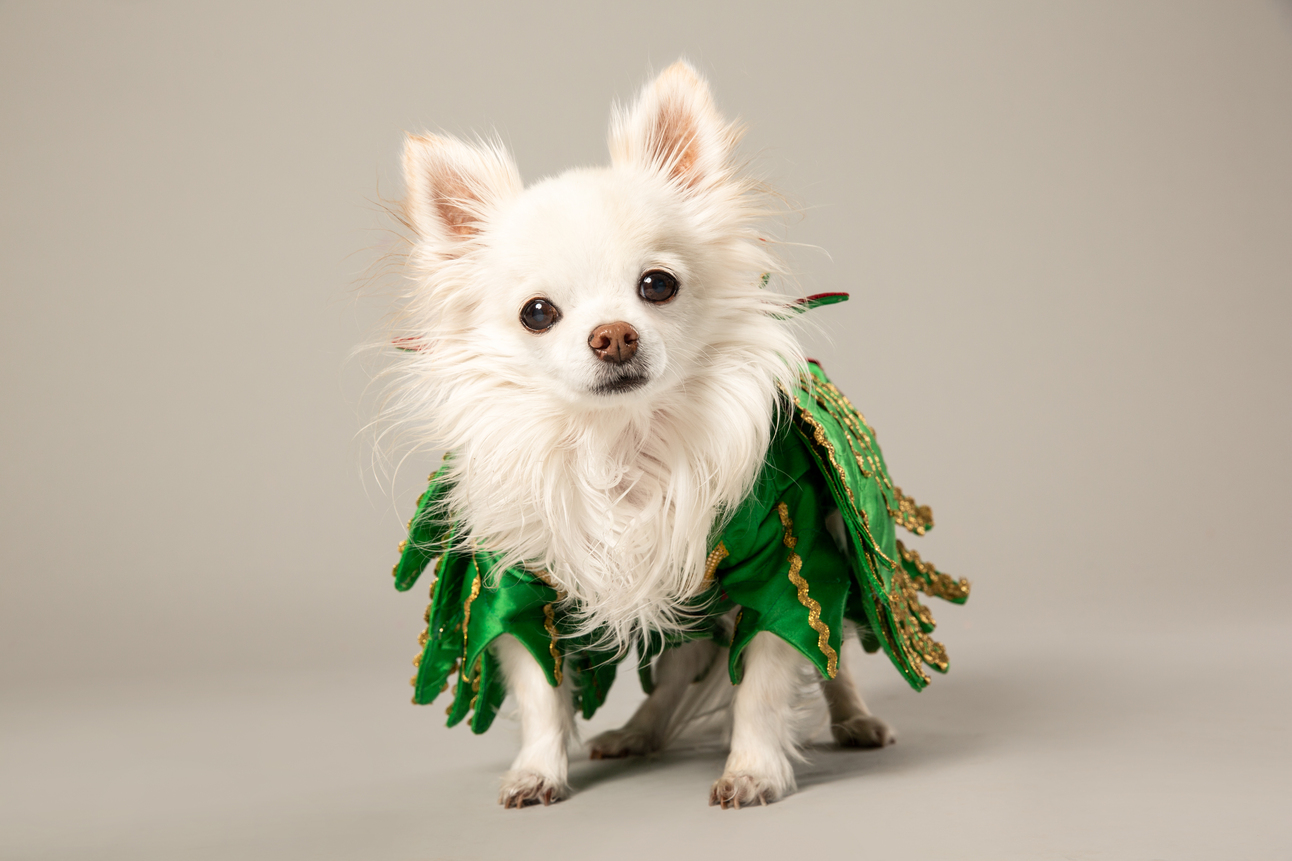 Las Vegas Legend, Mr Piffles, Has Taken His Final Bow