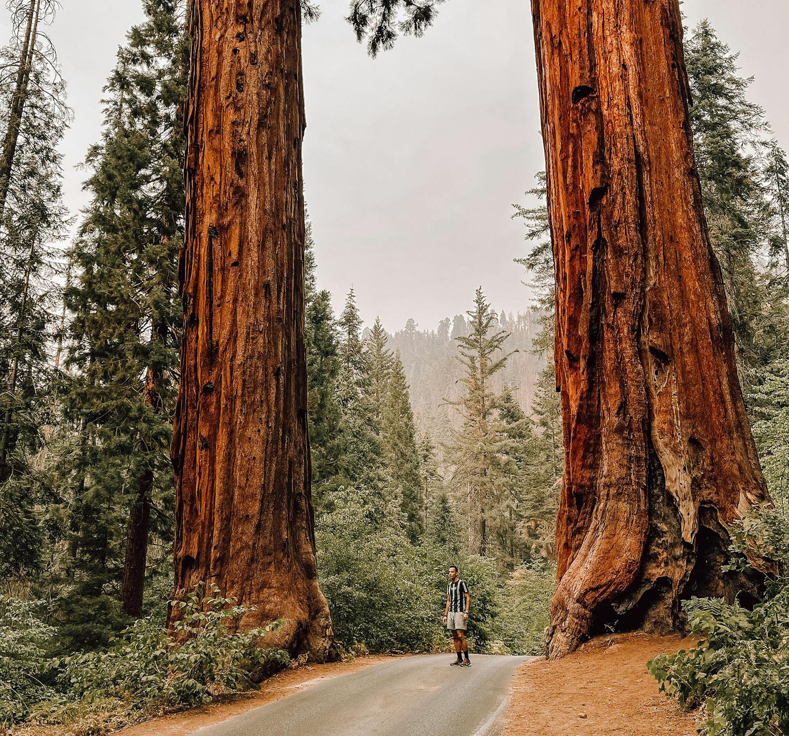 Amazing Facts About Giant Sequoia Trees