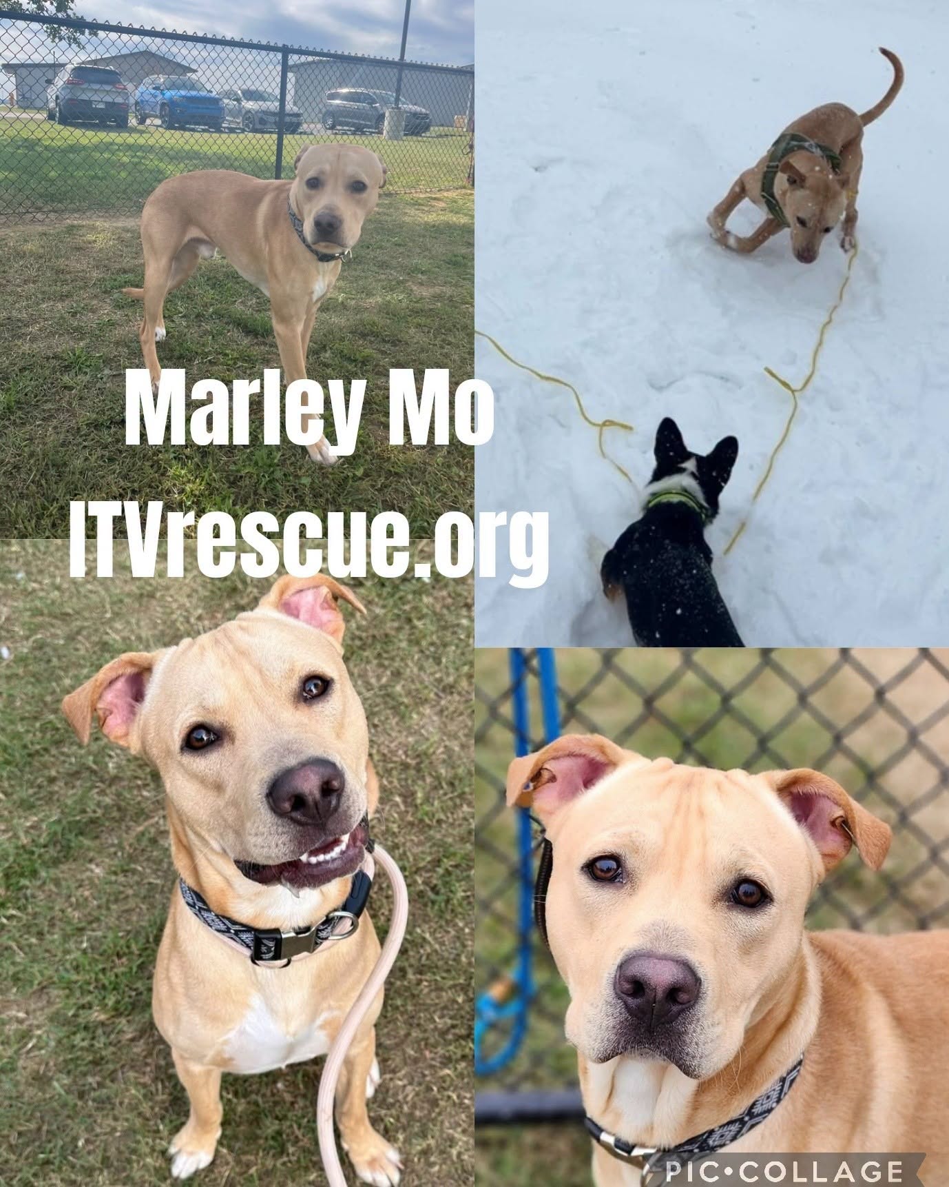 Marley Mo, a tan Lab mix