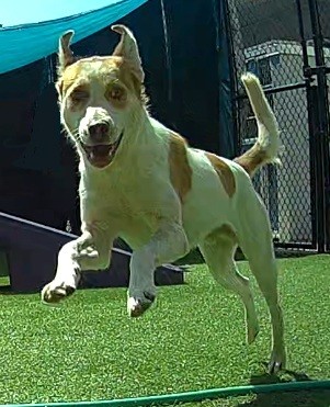 Colton, an adoptable Brittany Spaniel at the Jefferson County Animal Resource Center
