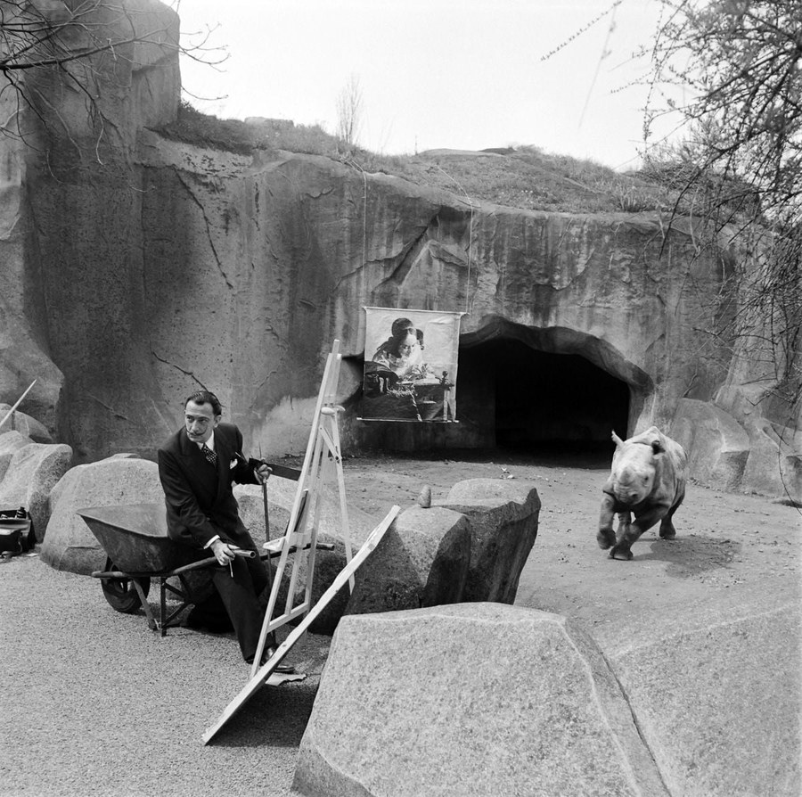 Black and white photograph of Dalí seated on a wheelbarrow before an easel in a zoo enclosure as a rhinoceros approaches