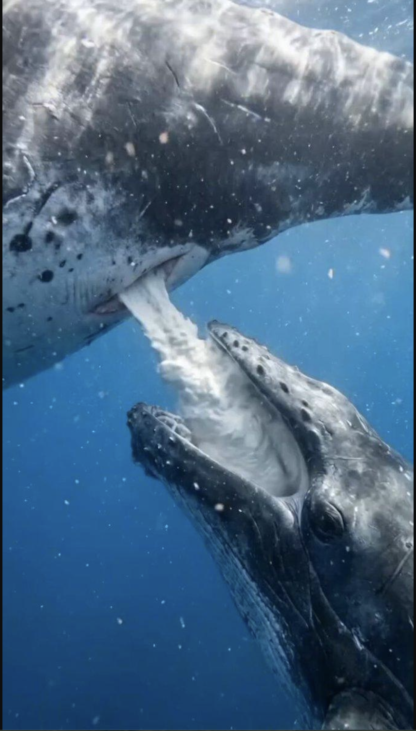 A whale calf appearing to catch a thick stream of milk from its mother underwater, a moment that doesn't match how real whale nursing actually looks