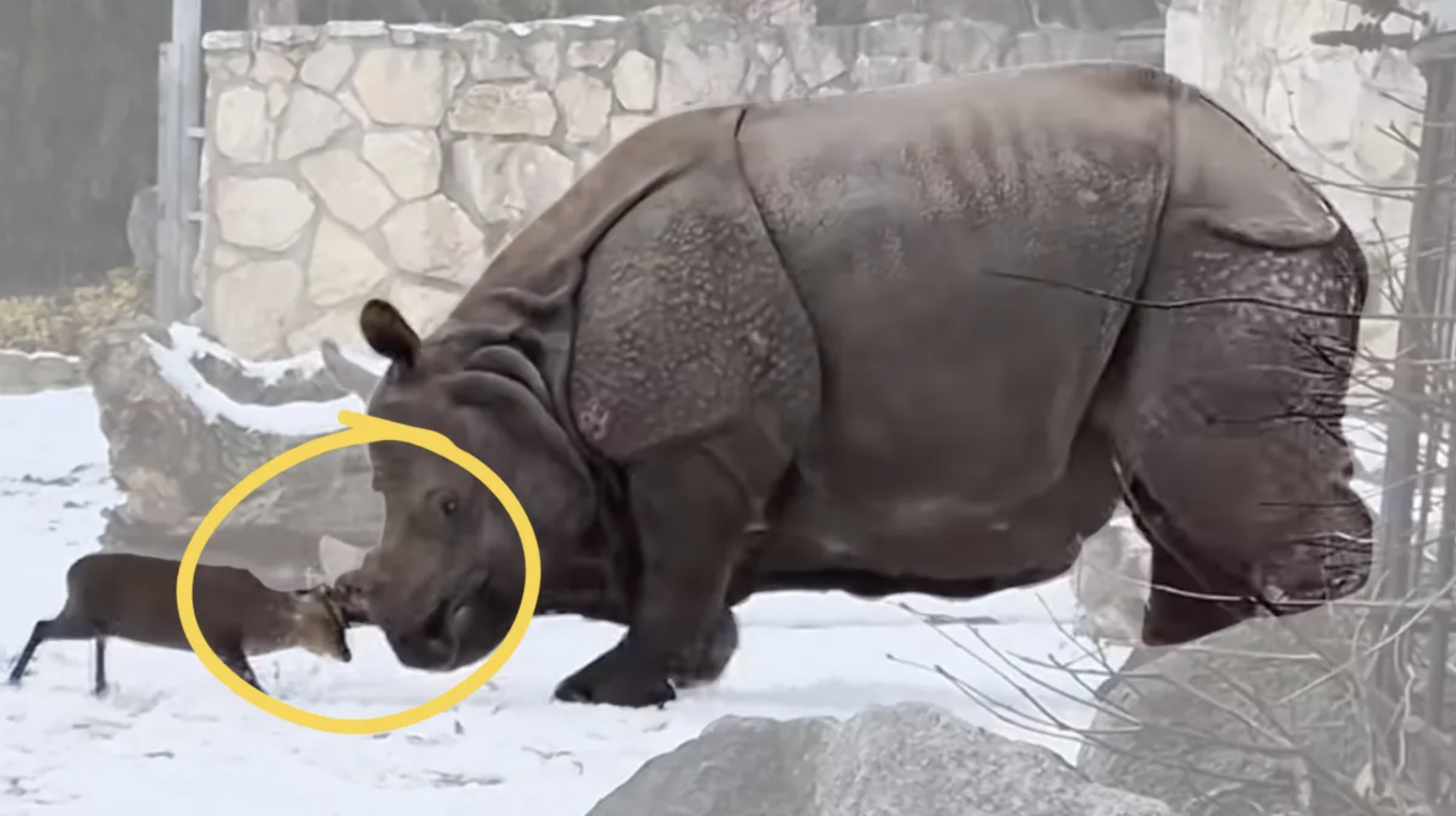 A massive rhinoceros gently headbutting a tiny deer in the snow at a European zoo, a moment widely suspected of being AI but confirmed genuine