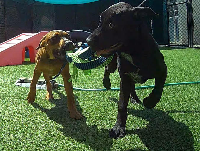 Dylan and Evan, adoptable puppies at the Jefferson County Animal Resource Center