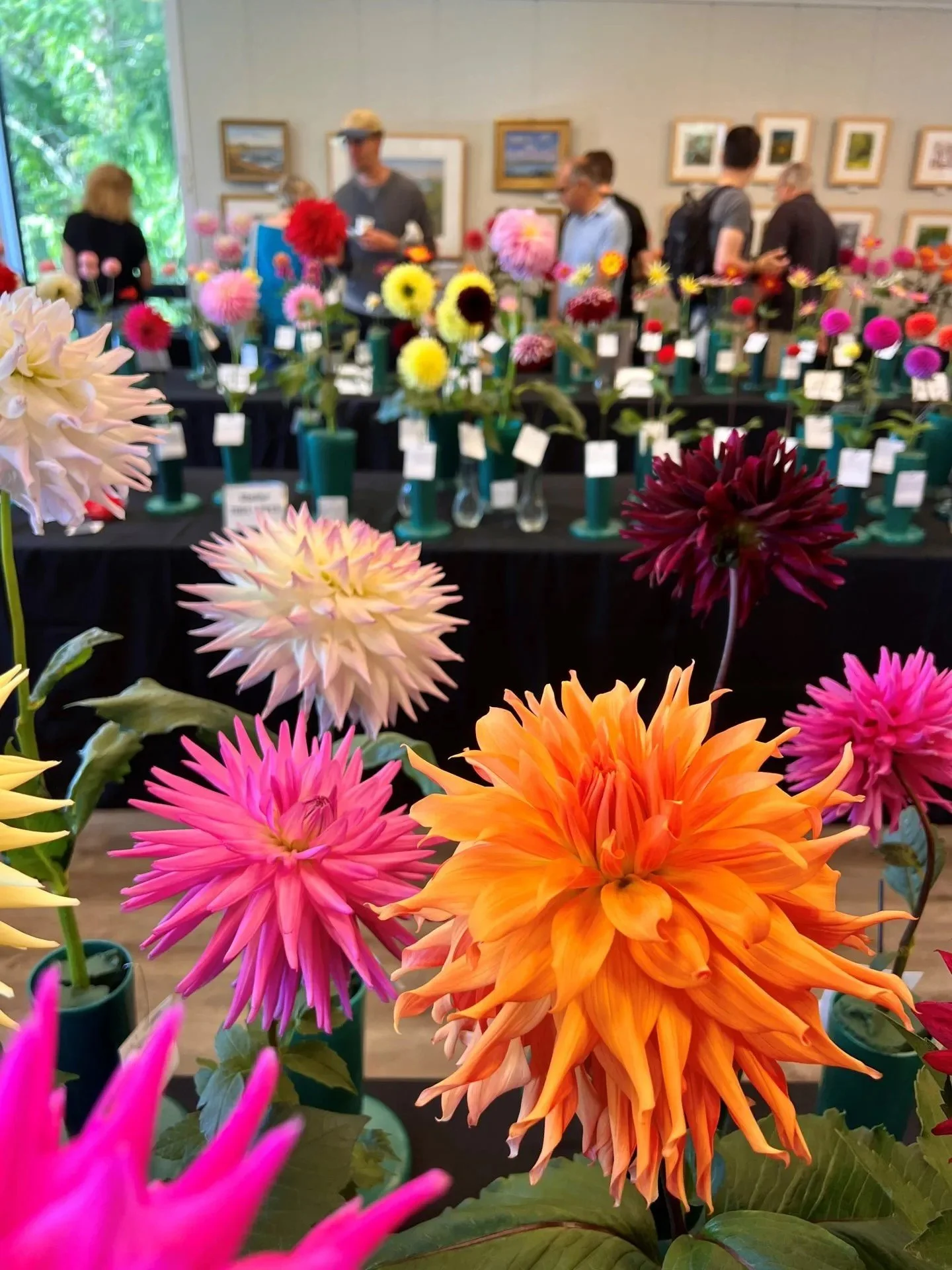 Dahlias take their annual bow at Tower Hill