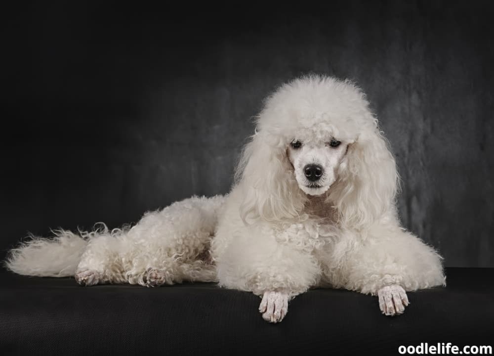 What Is a Moyen Poodle? [with photos]