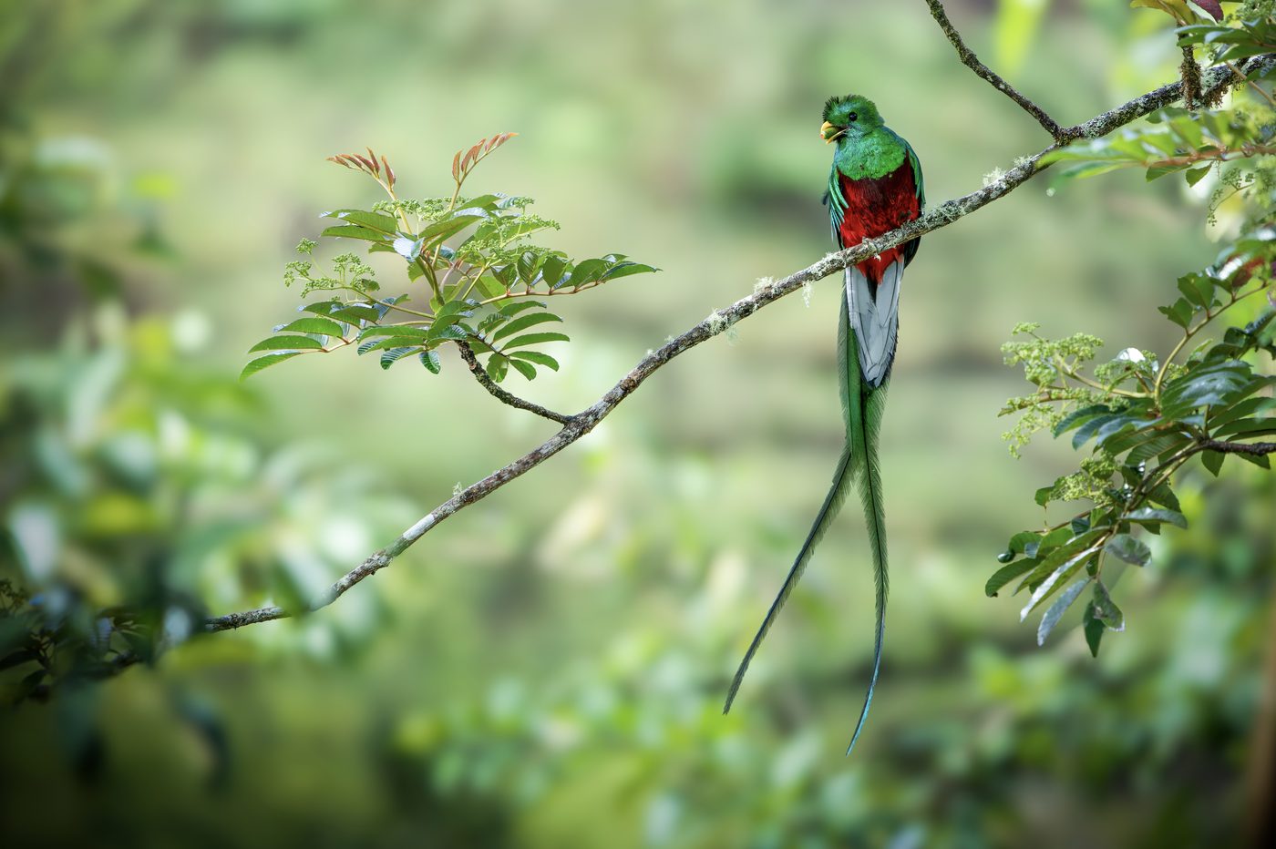 Resplendent Quetzal perched in the cloud forest canopy, tail streamer visible