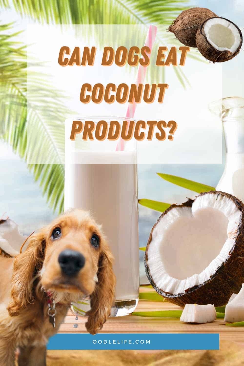 Can Dogs Drink Coconut Milk? (Health Benefits Guide)