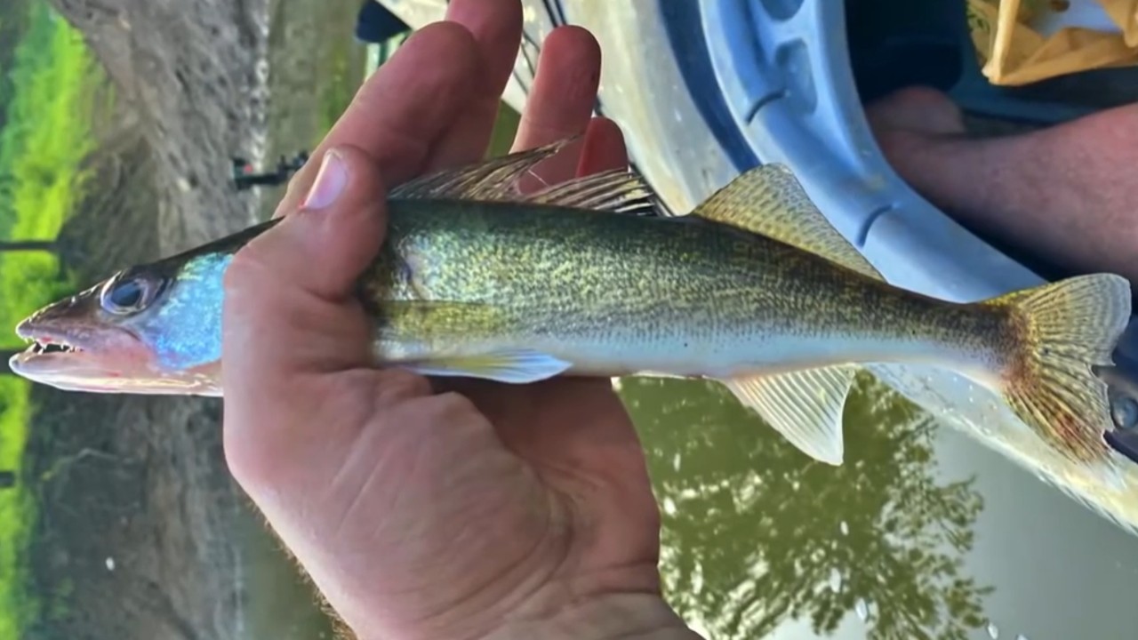 Walleye caught during a fishing trip on a Meramec River tributary