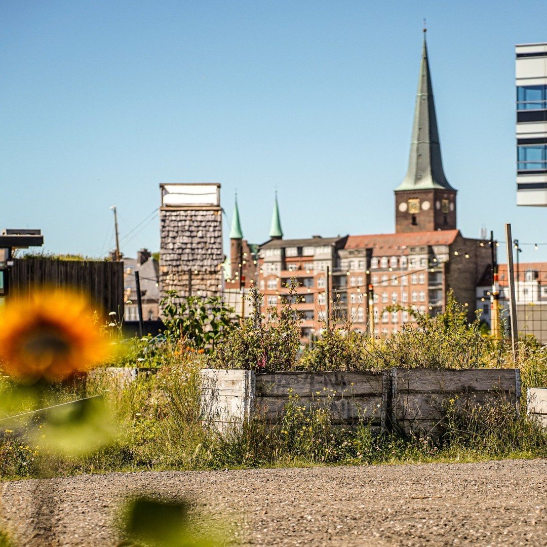Aarhus skyline with brick buildings and a church spire beyond a green riverside path