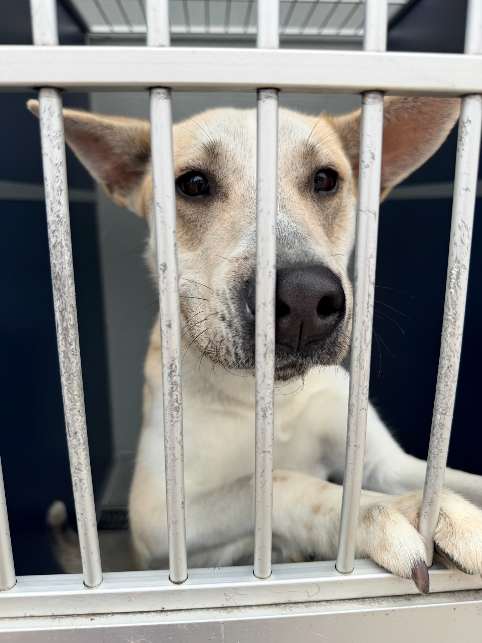 Dog at Jefferson County Animal Resource Center waiting for adoption