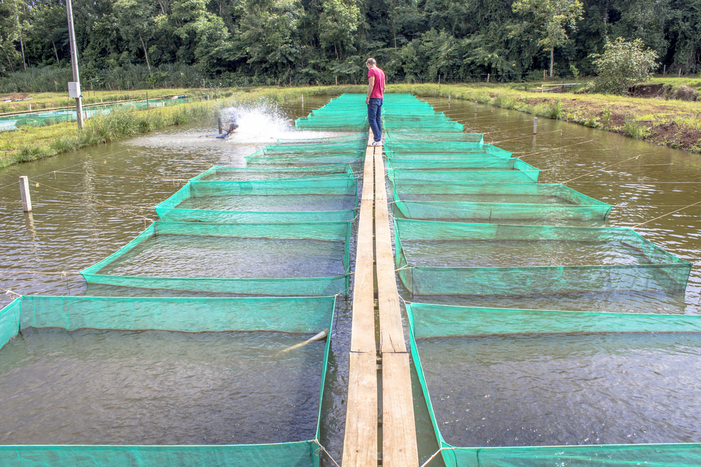 Popular on plates, Brazil could classify tilapia as an invasive species