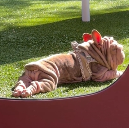Manila lying on the grass in the sunshine wearing a harness