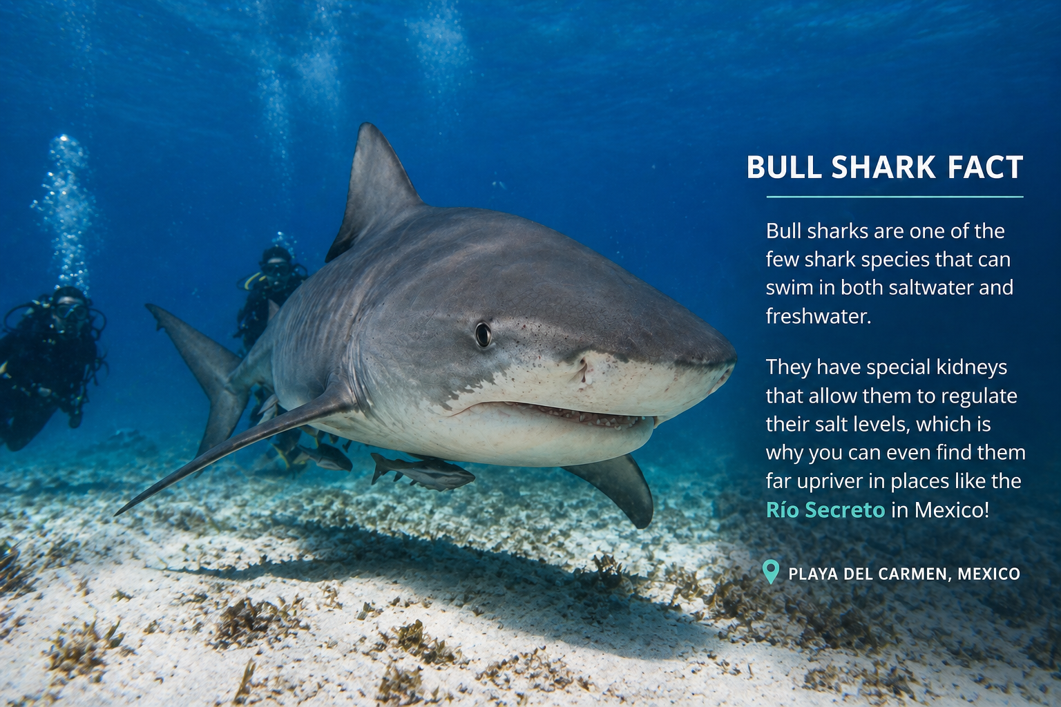 What You Can See Underwater in May