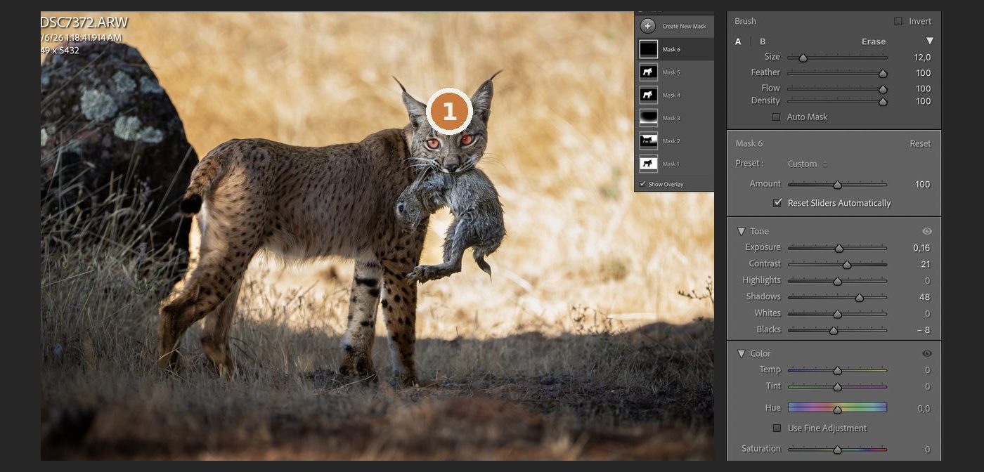 Lightroom with the eye brush in red and its slider values