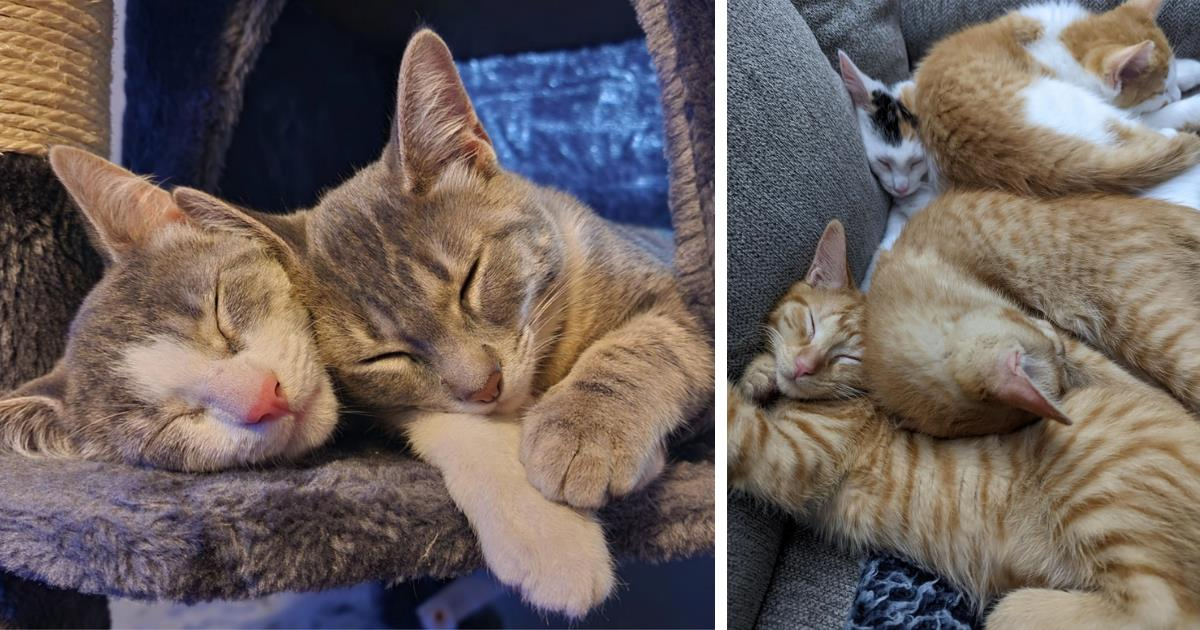 A Snoozy Series Of Sweet Cat Snuggle Puddles 💖