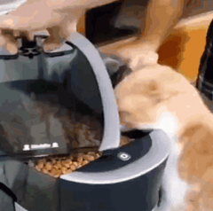 A hungry cat waiting for food