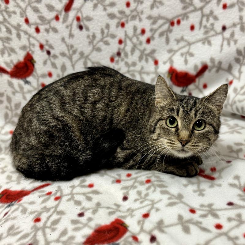 Winnie, a two-year-old female cat available for adoption