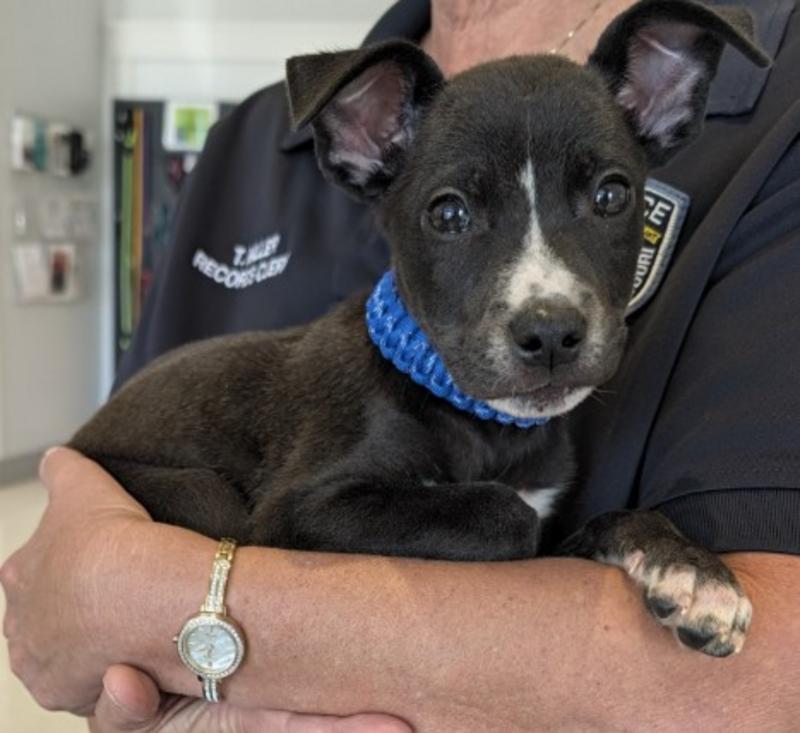Adoptable puppy at the Jefferson County Animal Resource Center