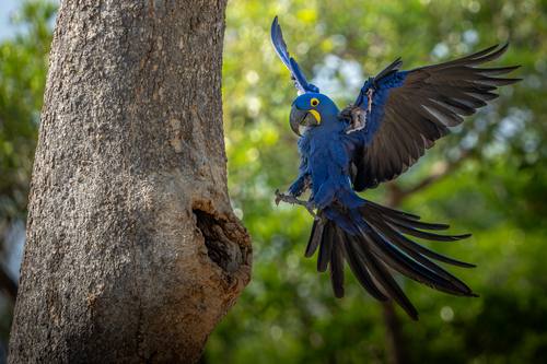 Hyacinth Macaw landing at the nest hole