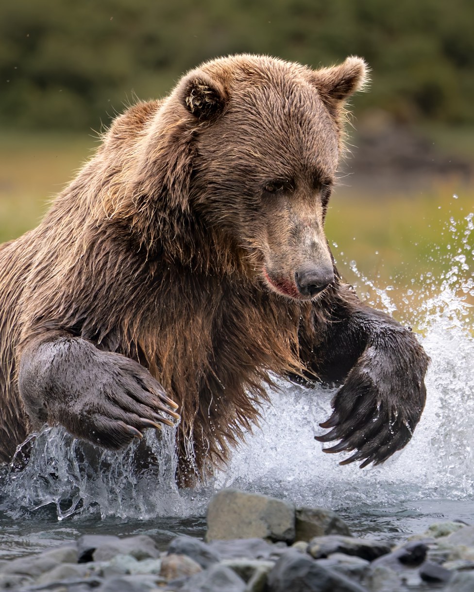 A brown bear lunging through a shallow river, claws out, sending up a spray of water