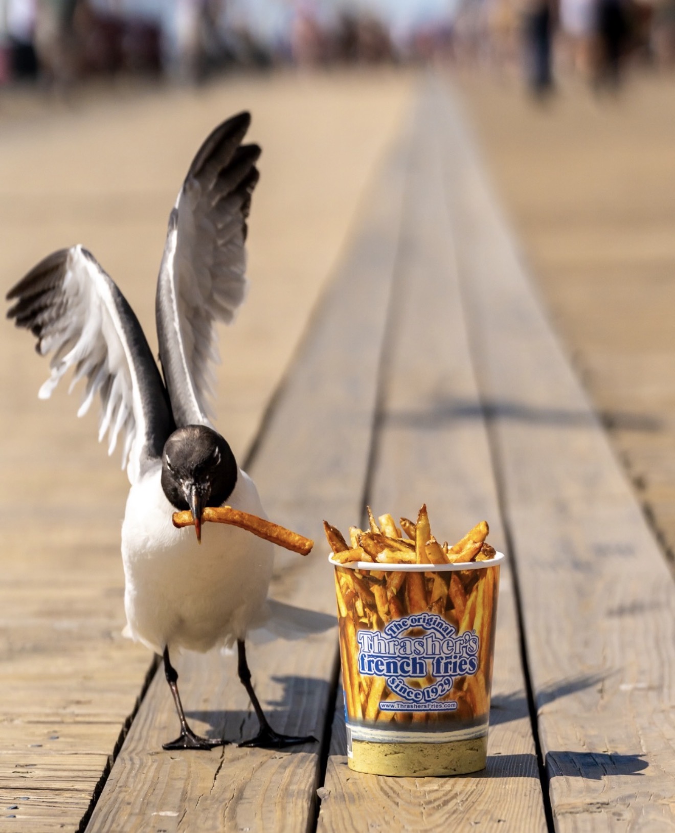 Things To Do in Ocean City, MD | May 24 - May 30, 2026           