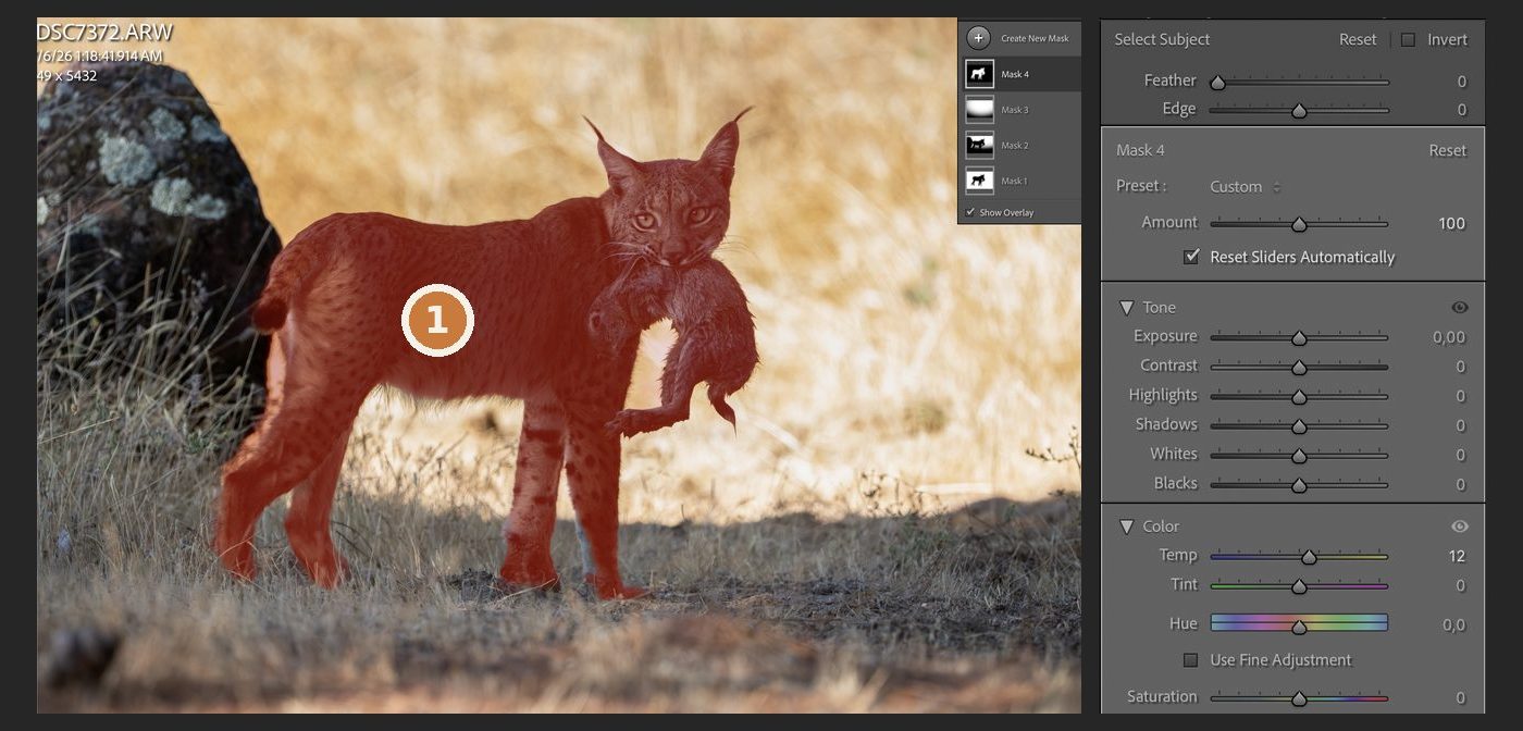 Lightroom with the Select Subject mask in red and Temp set to +12
