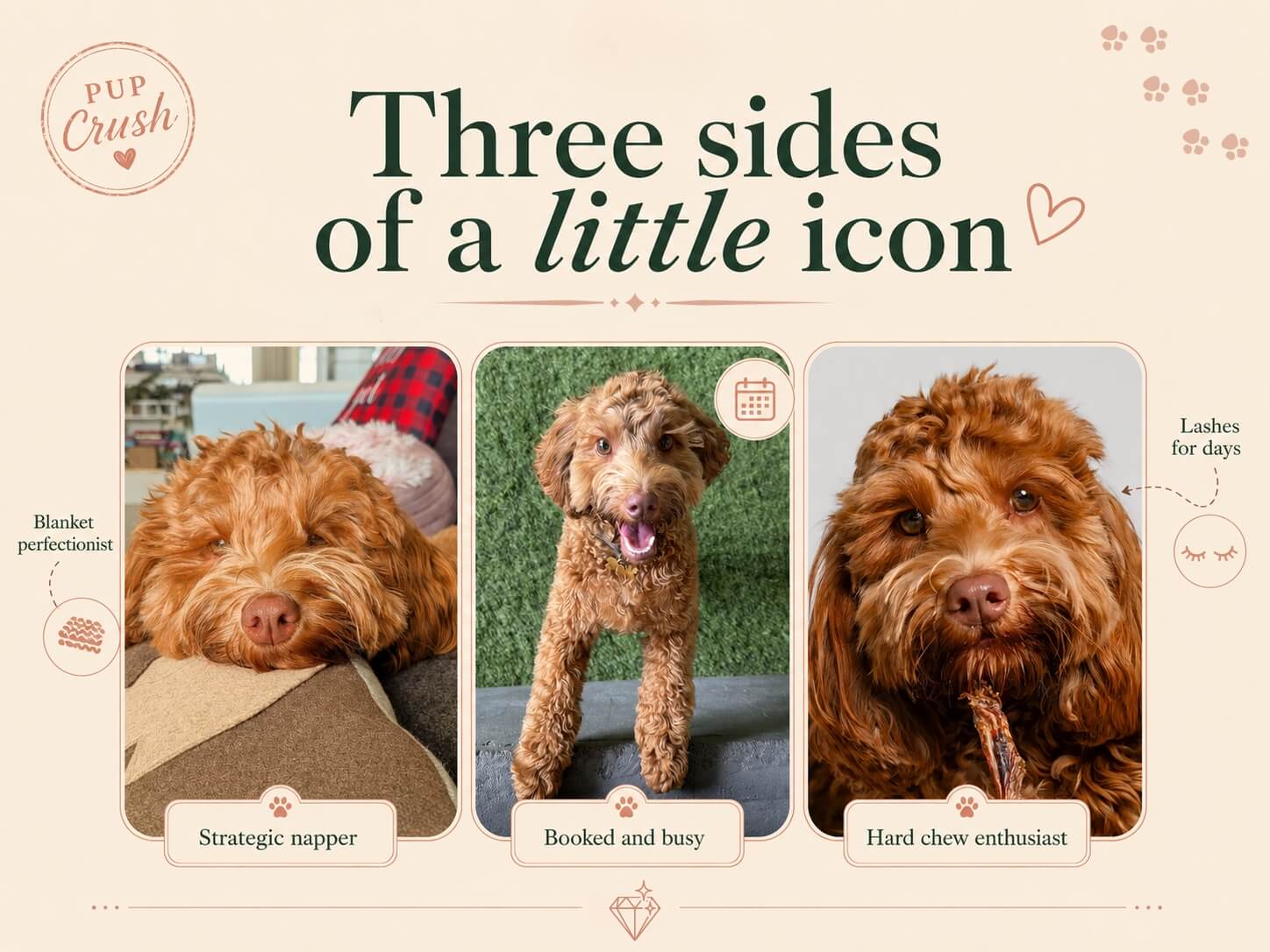 Three sides of Ruby: strategic napper, booked-and-busy socialite, and hard-chew enthusiast