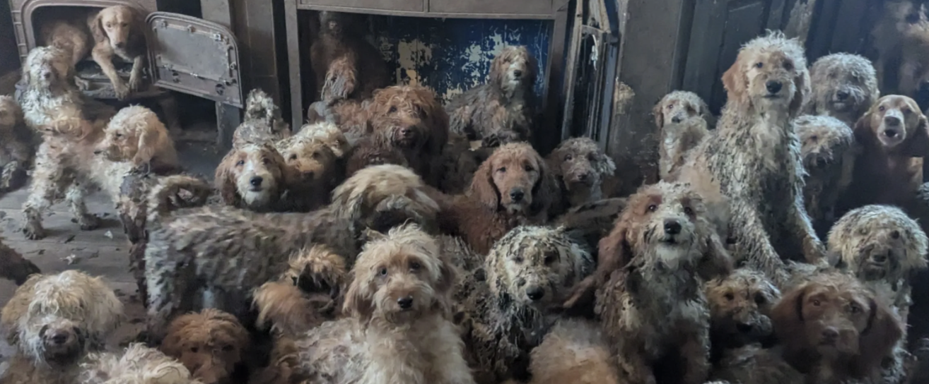 A genuine charity rescue photo the internet wrongly slapped an ‘AI?’ label on