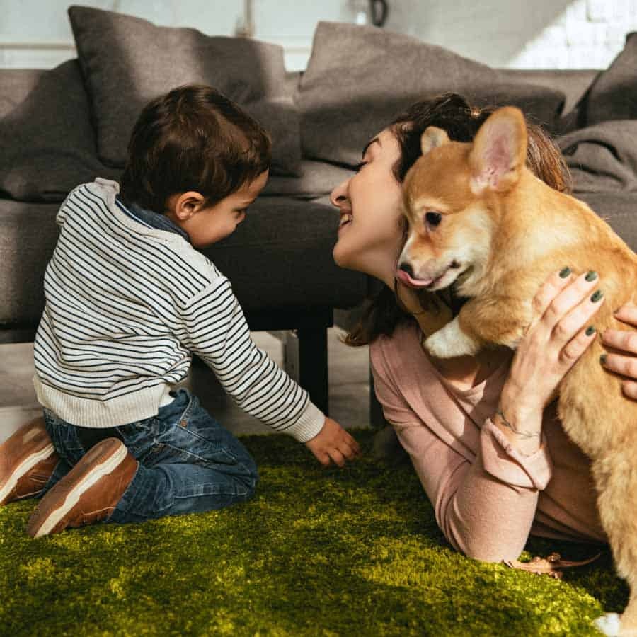 Why Puppy Growls When Picked Up (How To Stop)