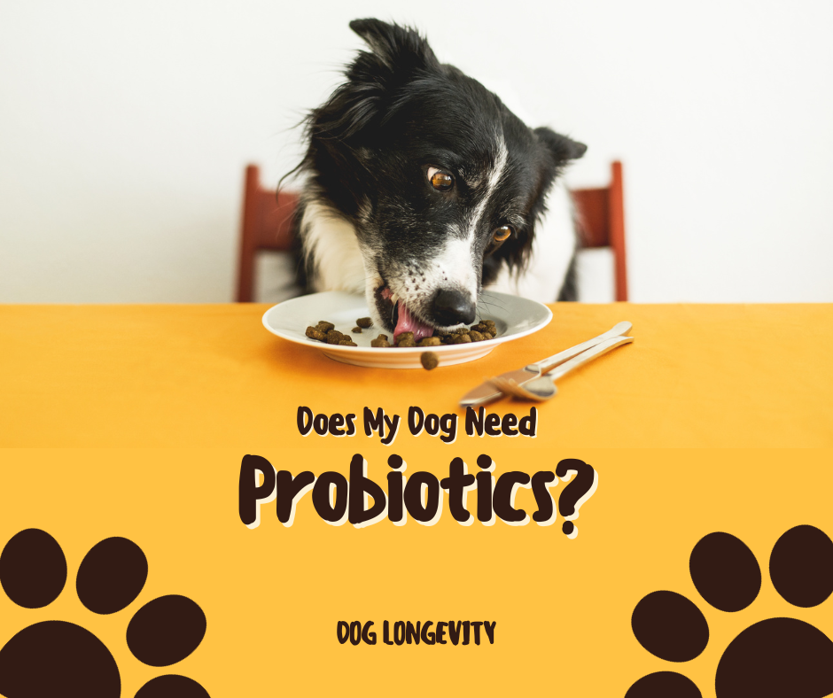 Does My Dog Need Probiotics?
