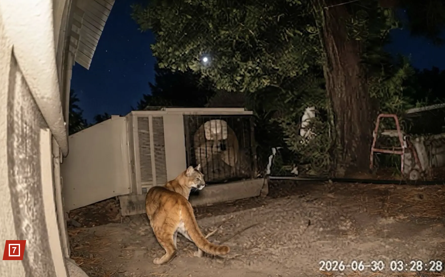 A Sacramento house cat doing its best mountain lion impression on a security camera at 3 a.m.