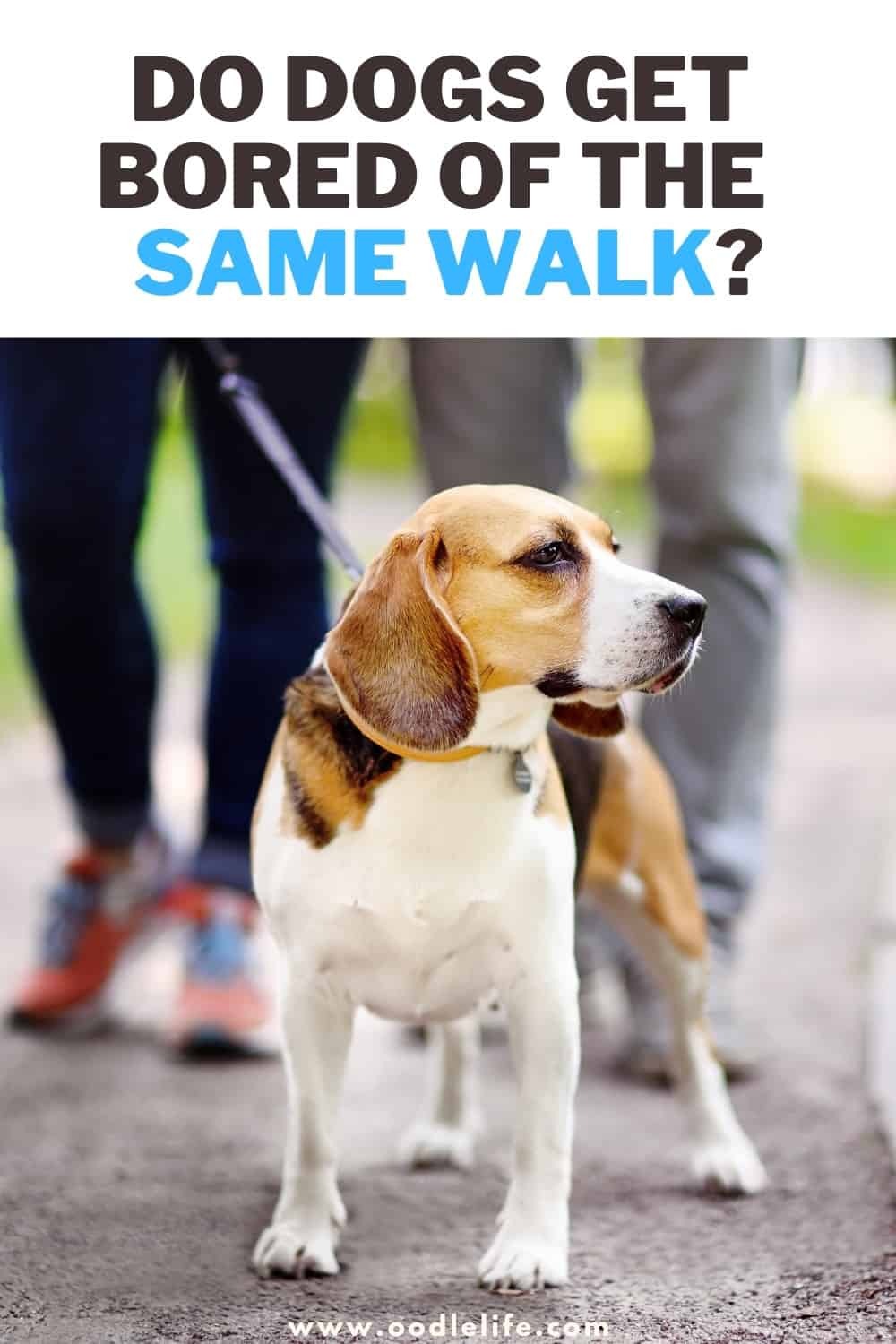 Visual Reference: Do Dogs Get Bored Of The Same Walk How To