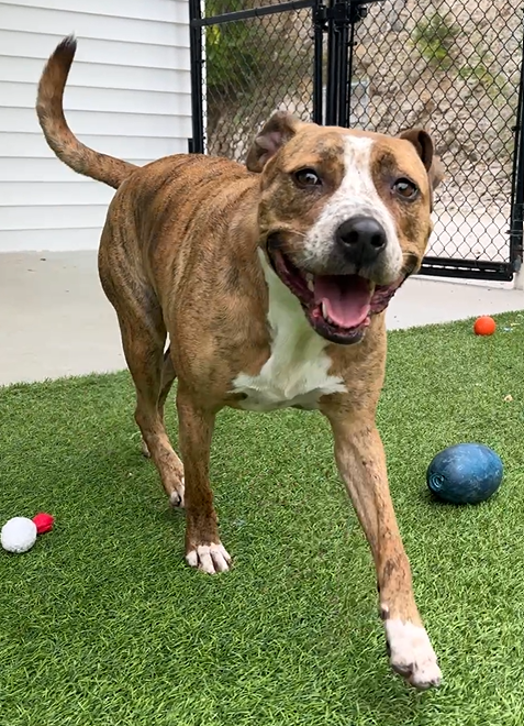 Babs, Jefferson County Animal Resource Center Pet of the Week