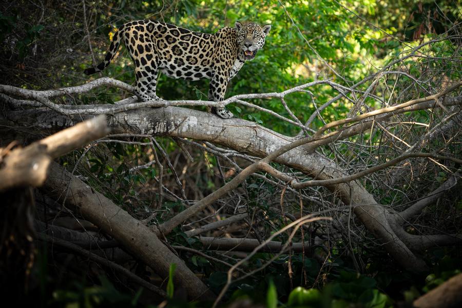 Jaguars in a rare mating encounter