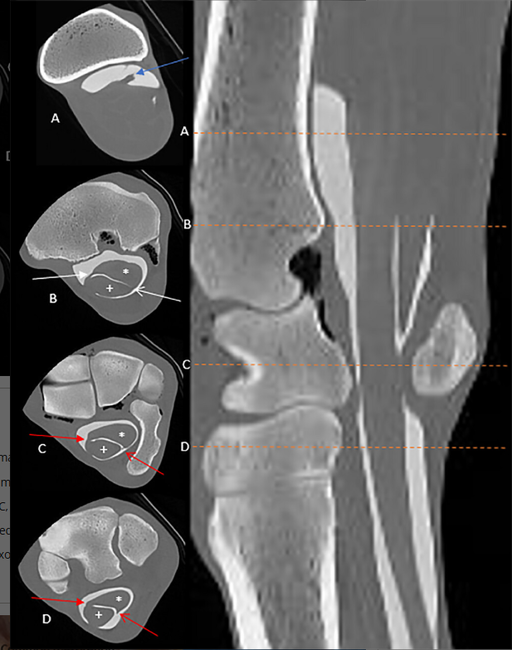 Advancing Equine Tendon Imaging: CT Tenography of the Carpal Flexor Sheath