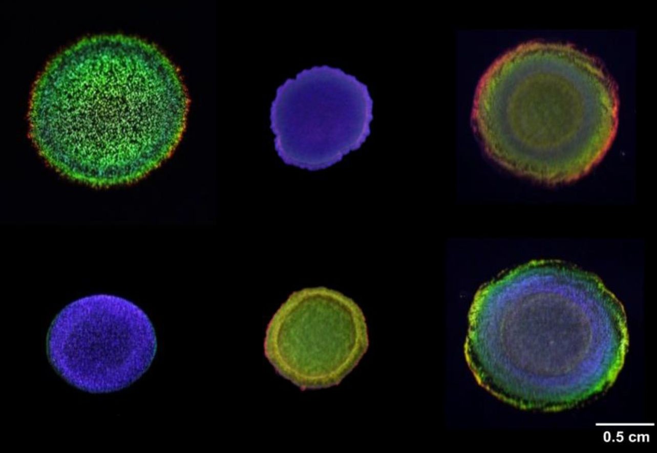 Structurally coloured Flavobacterium IR1 colonies