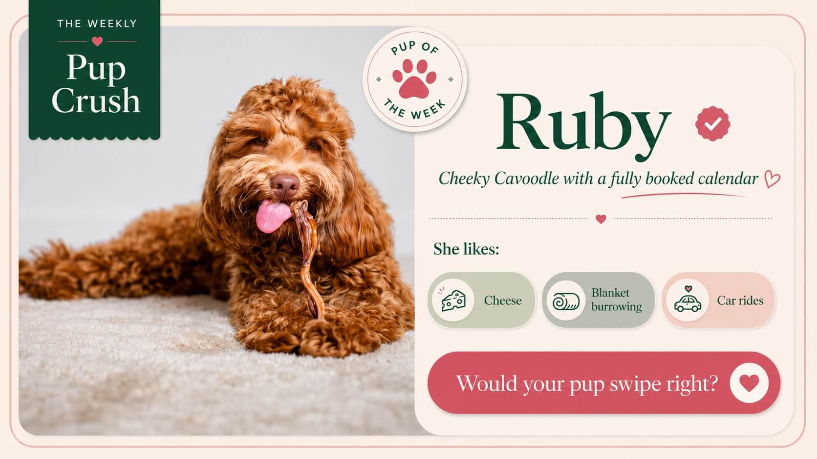 Ruby, this week’s Pup Crush, relaxing with one of her favorite hard chews