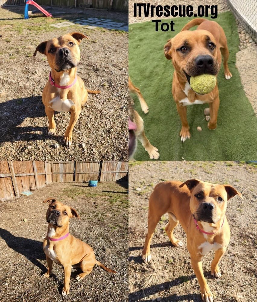 Tot, a pit mix