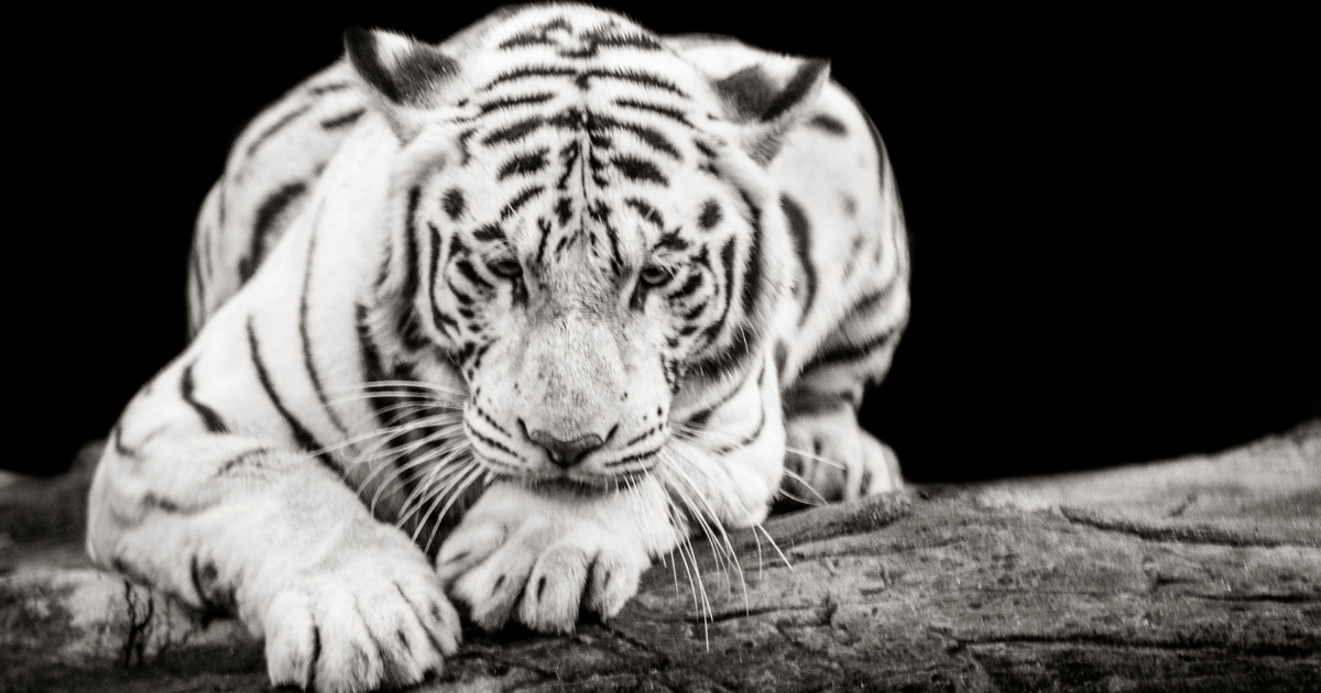 Nature’s Comeback: Where the Wild Is Winning Again