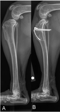 Lesser Tubercle Dog Radiograph Does Fixing the Tibial Tuberosity Change the Stifle Forever? Long-Term ...