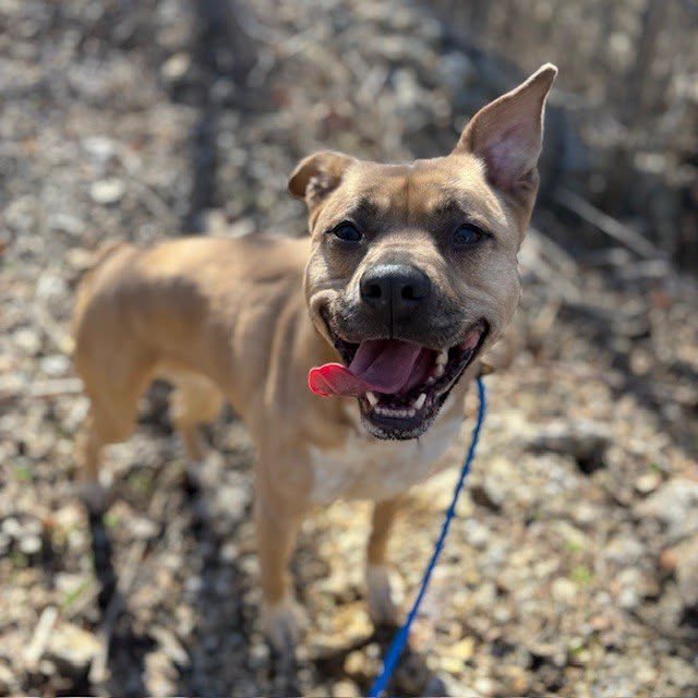 Crooked Tail, Adoptable Pet of the Week